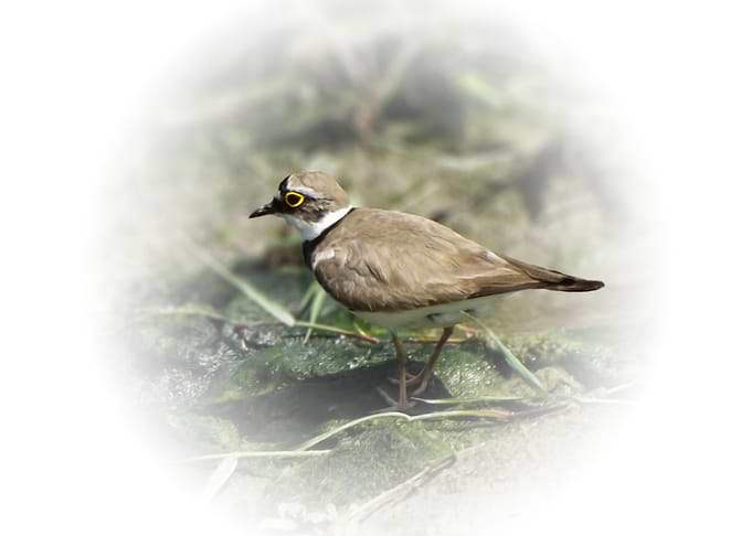 Little ringed plover