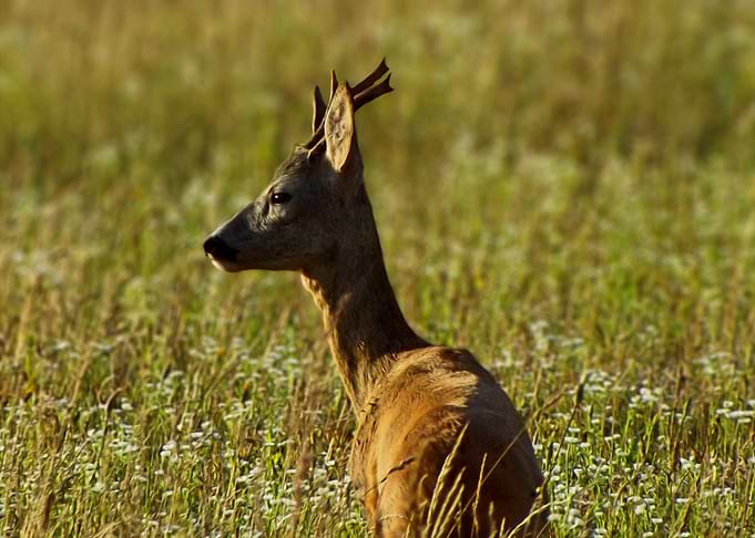 Roebuck