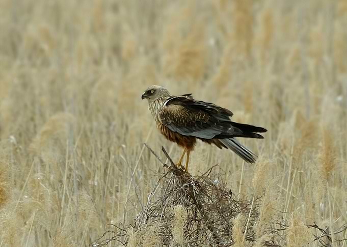 Marsh harrier