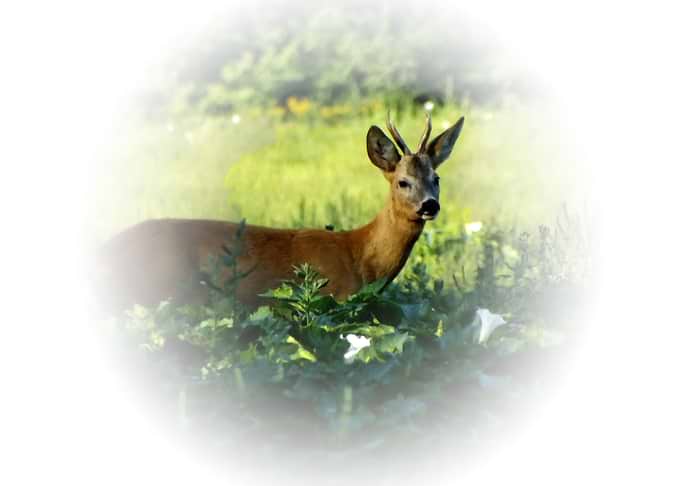 Roebuck