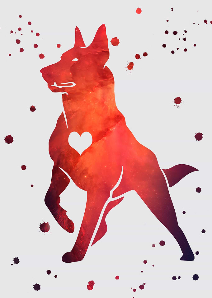 Belgian Malinois