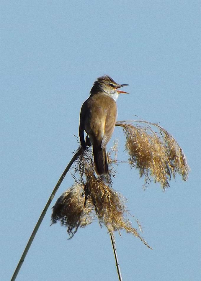 Great reed warbler