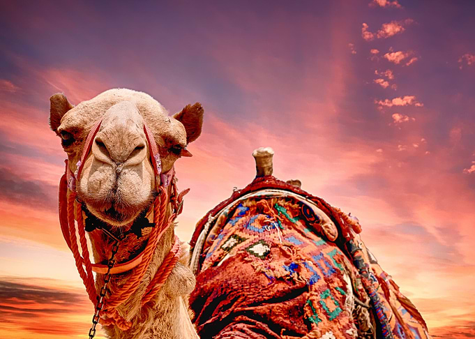 Animals Cute Camel Nature