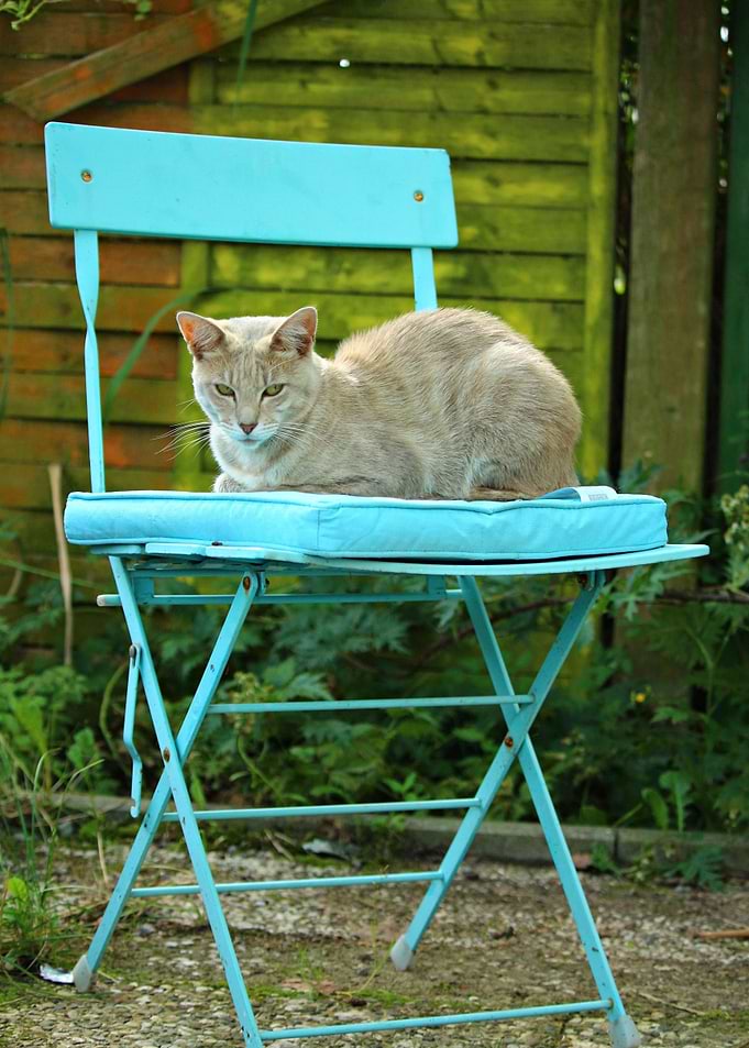 Cat Cats Feline Kitty
