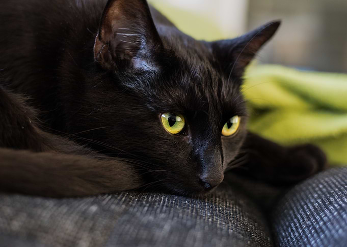 Cat Cats Feline Kitty