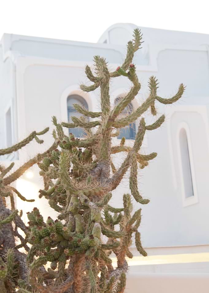 Santorini Cactus Dream 1