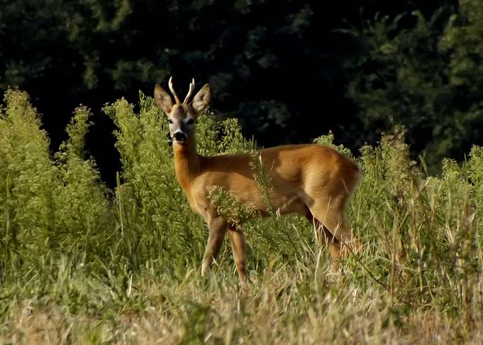 Roebuck