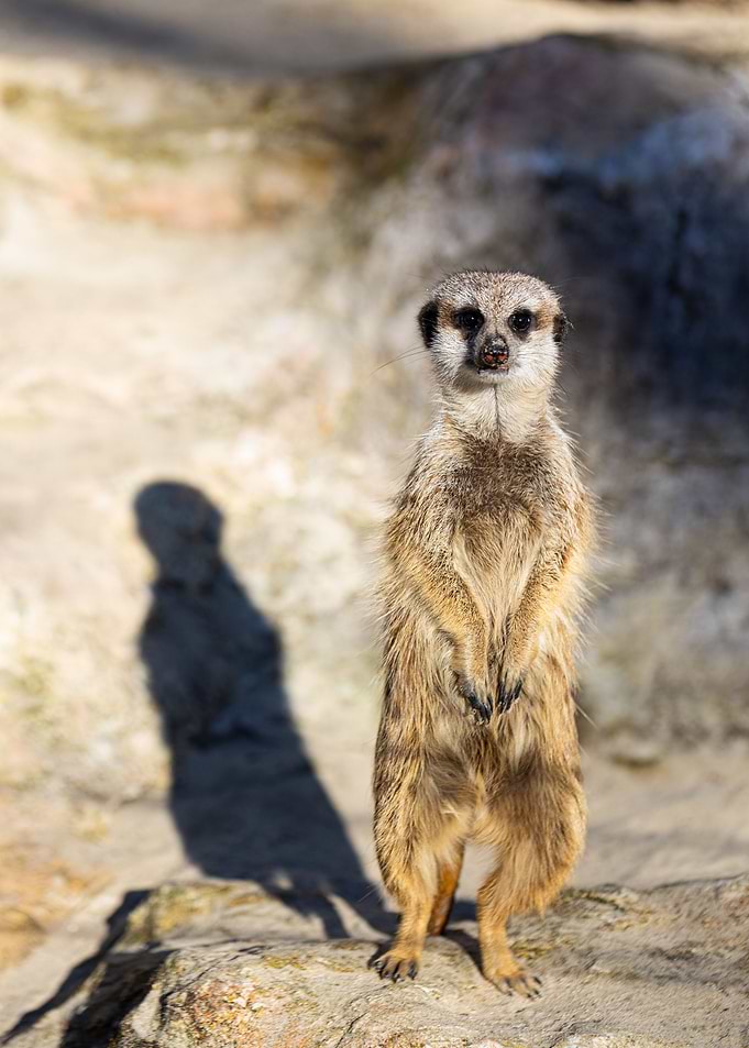Meerkat Suricata