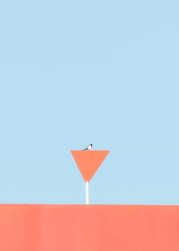 Bird Geometry
