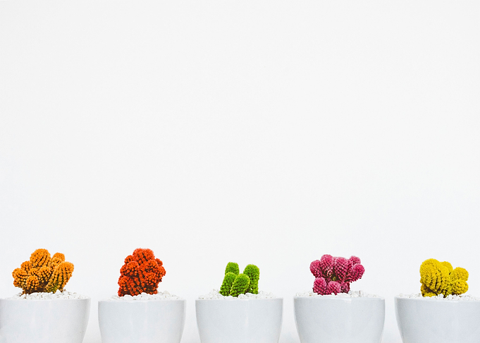 Cactus pots