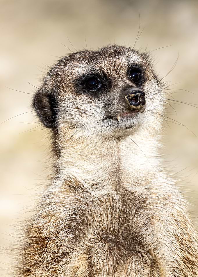 Meerkat Suricata