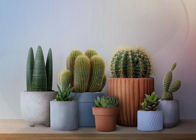 Cacti pots arrangement