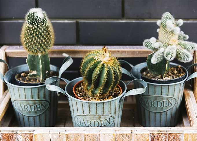 Cactus garden