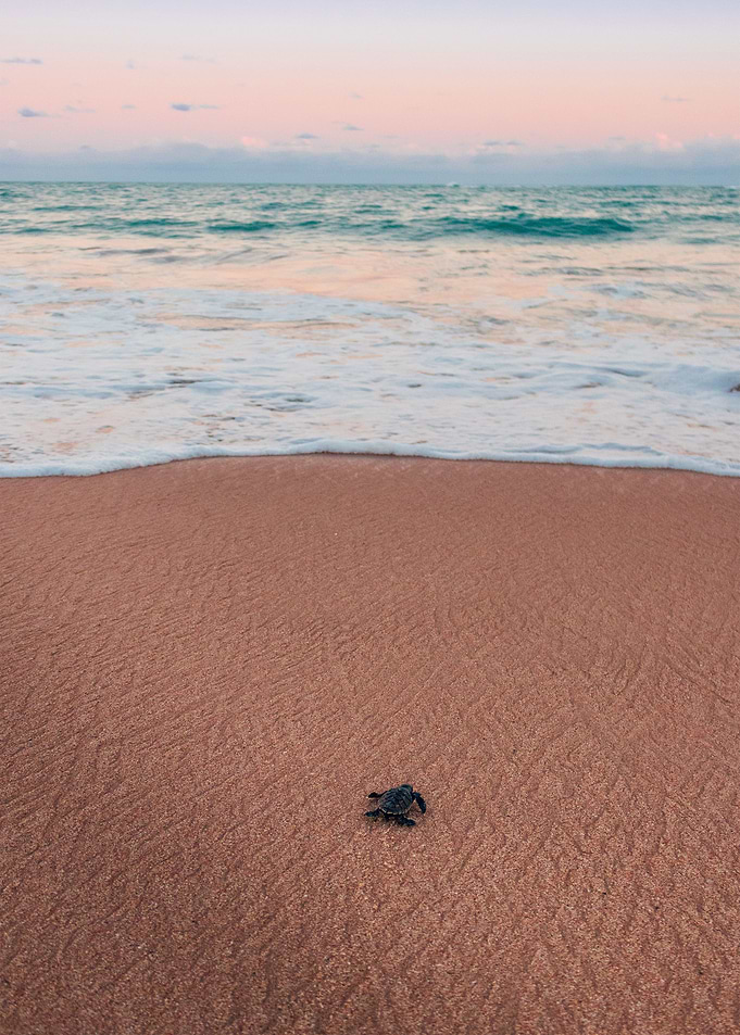 Tropical Beach