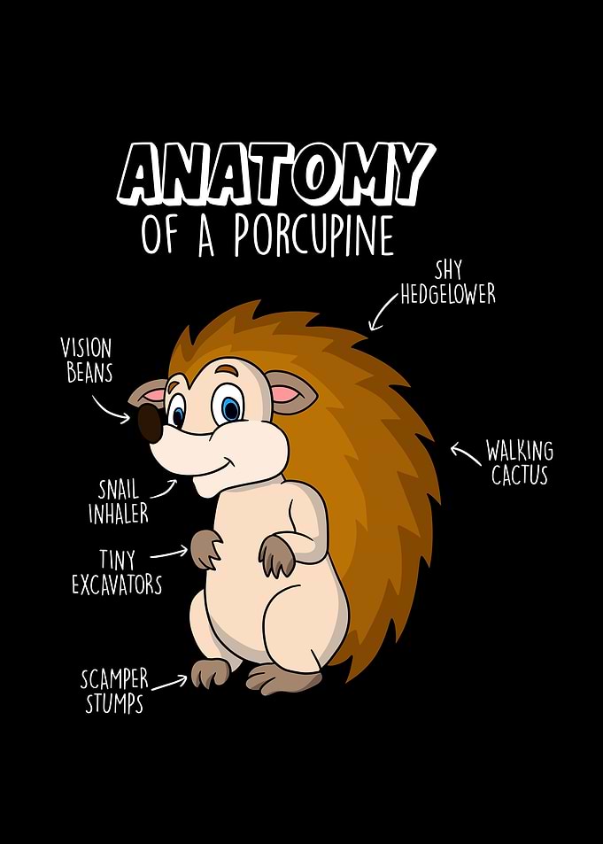 Porcupine Anatomy Gift
