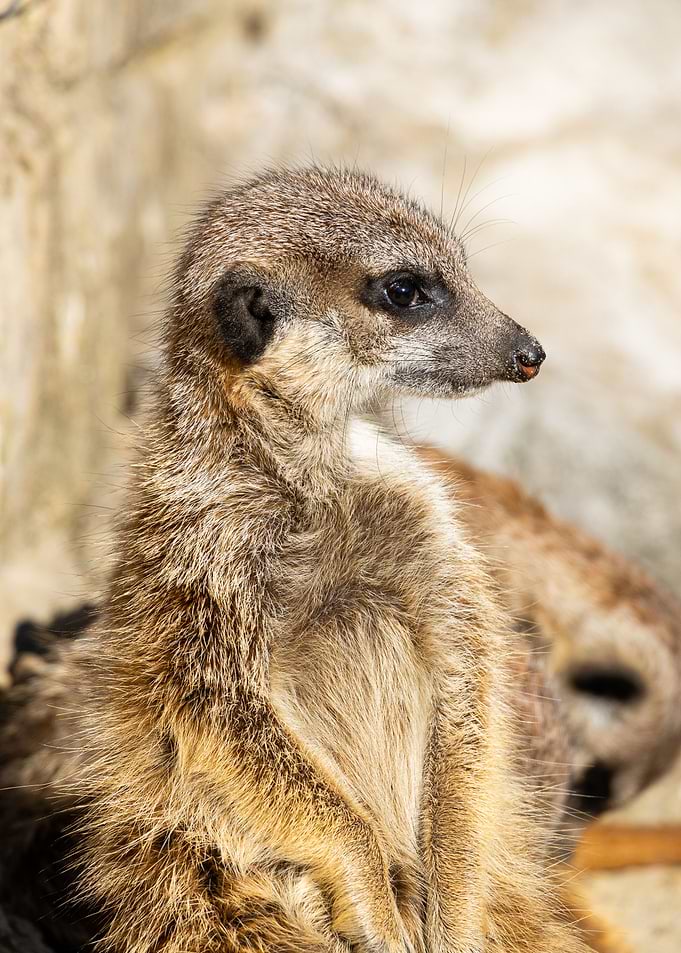 Meerkat Suricata