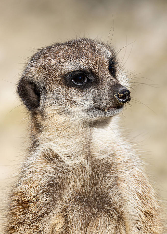 Meerkat Suricata