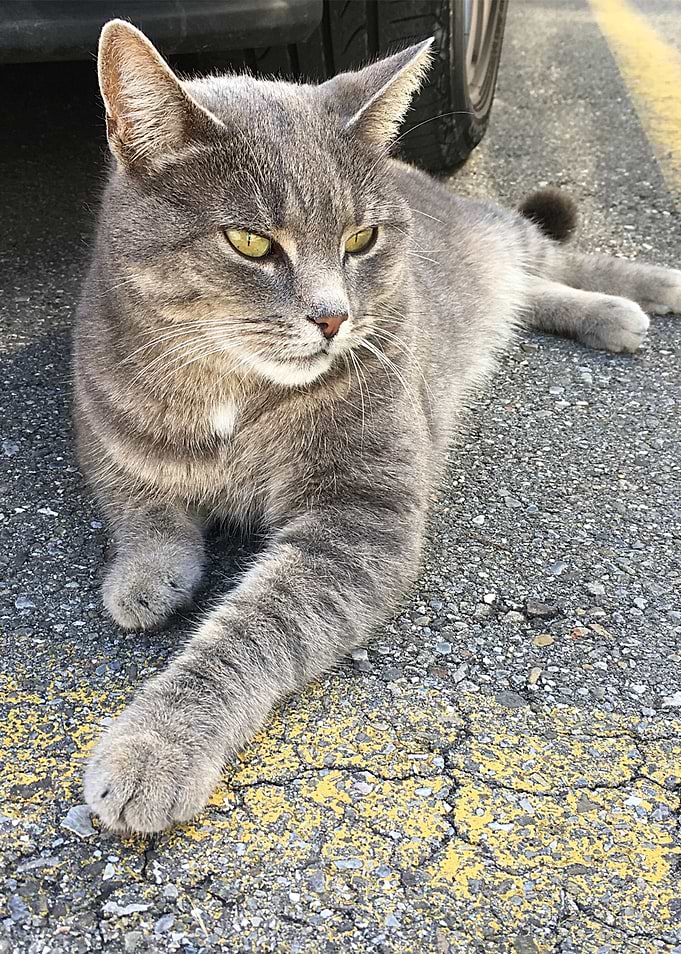 Cat Cats Feline Kitty
