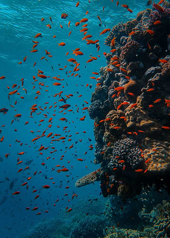 Underwater coral