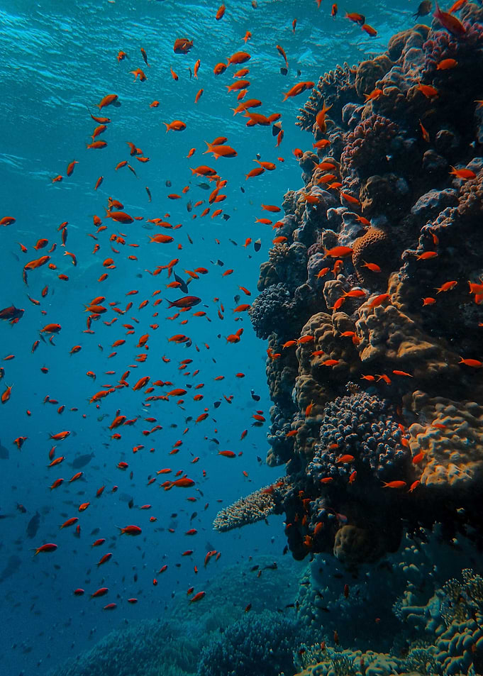 Underwater coral