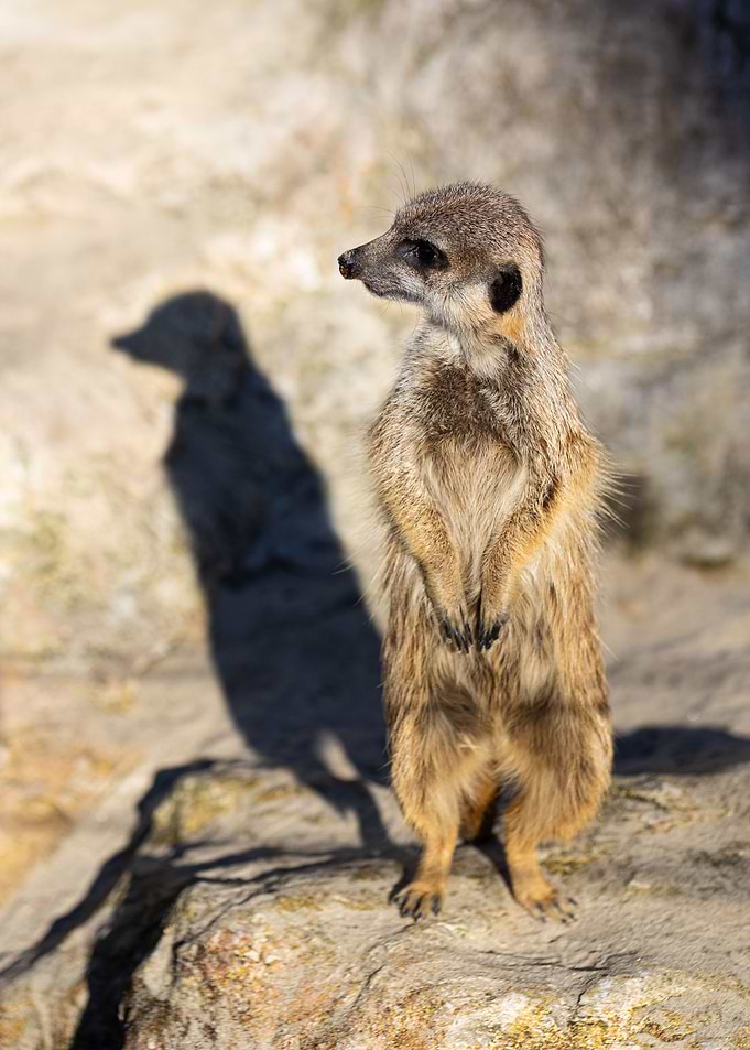 Meerkat Suricata