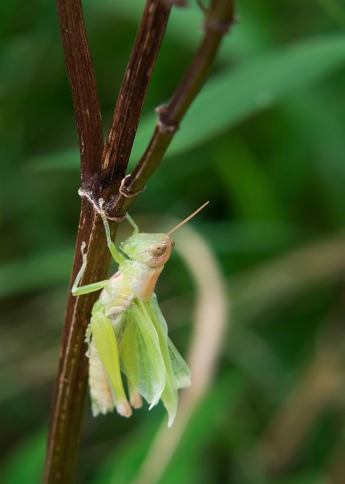 Grasshopper