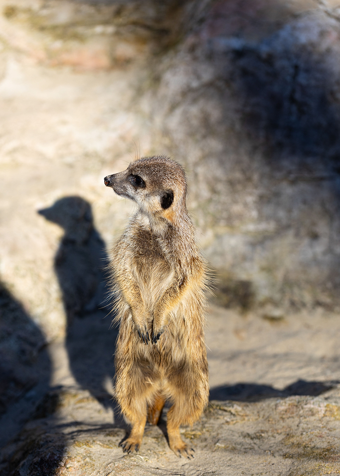 Meerkat Suricata