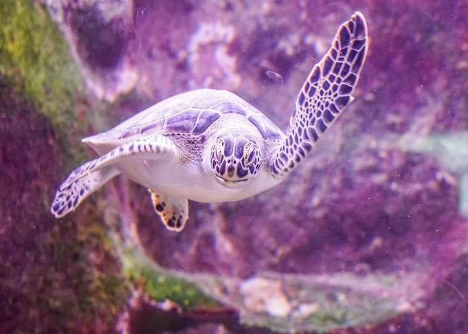 Turtle in Purple