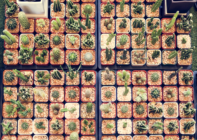 Cacti garden
