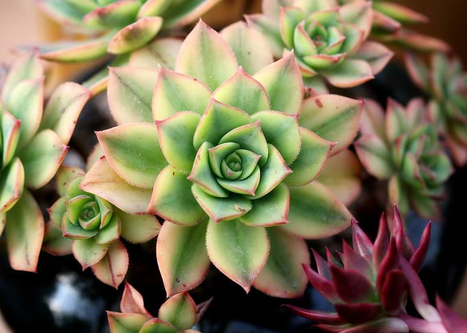 Cactus flower