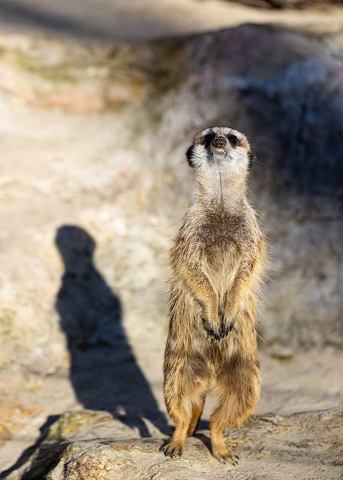 Meerkat Suricata