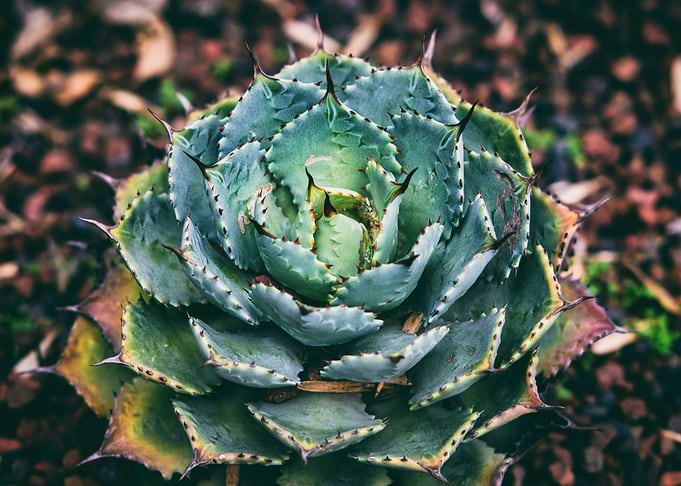 Cactus leaf