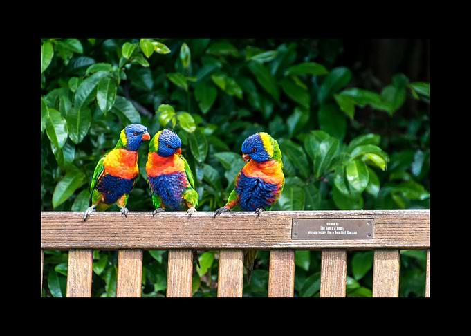 Parrot