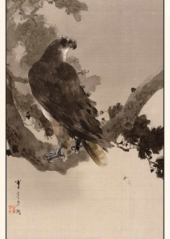 Eagle in Tree