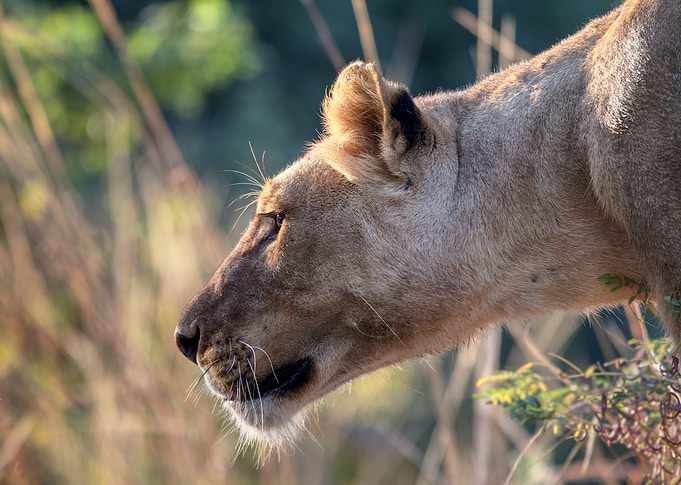 Lioness hunt