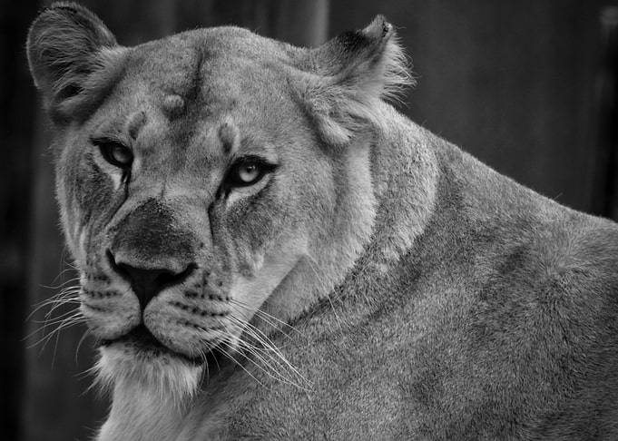 Portrait of a Lioness