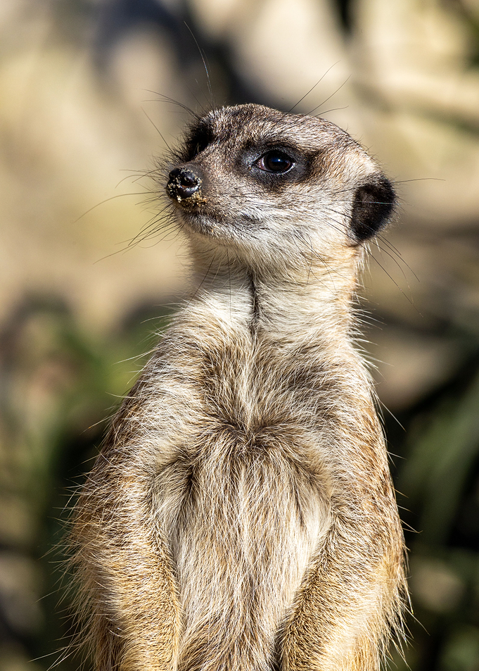 Meerkat Suricata