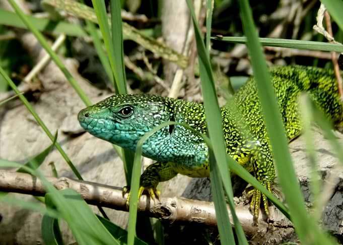Green lizard
