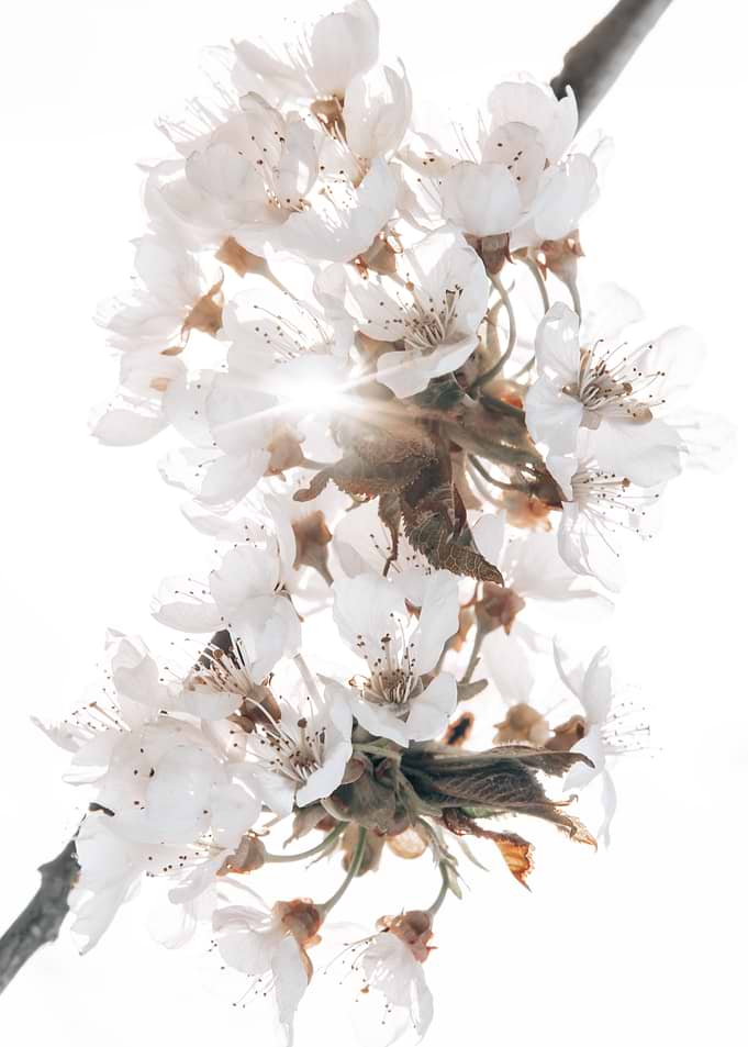 Cherrie spring
