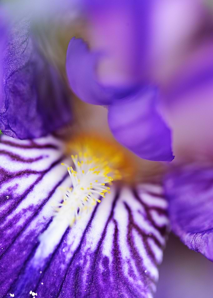 Purple orchid wonderfull