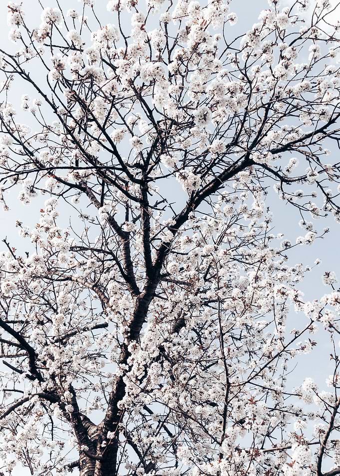 Cherrie Tree