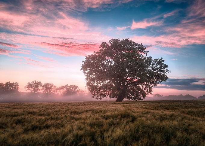 Green field
