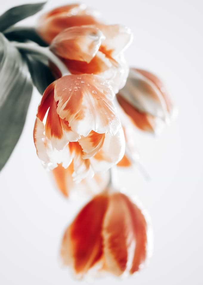 Orange Tulips