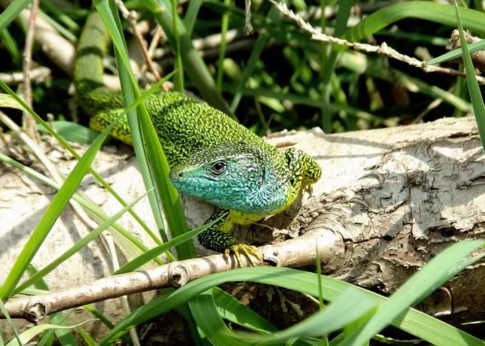 Green lizard