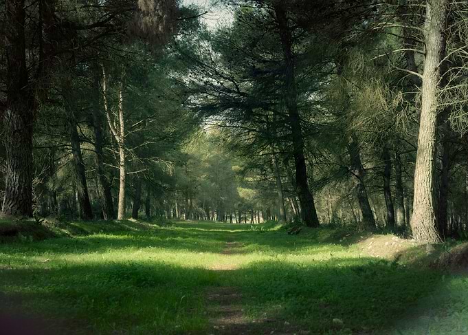 Woods path mystic
