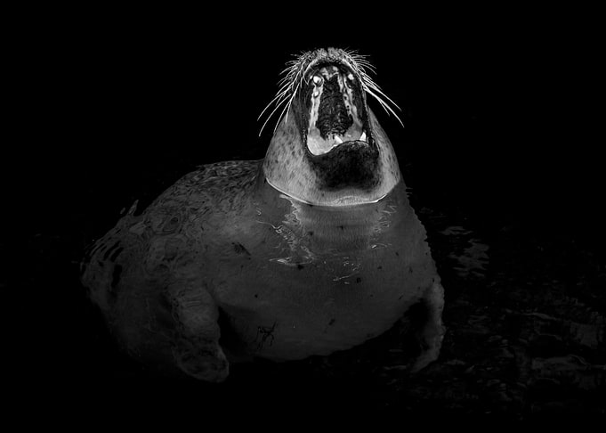 Seal Life