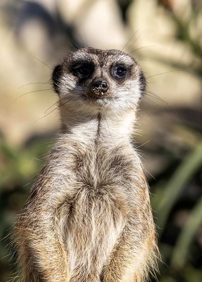 Meerkat Suricata