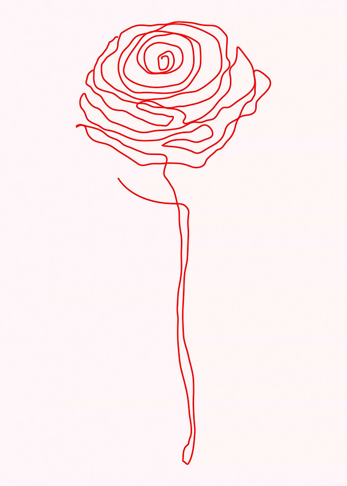 Red Rose Flower