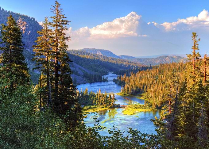 Forest at Lake Nature