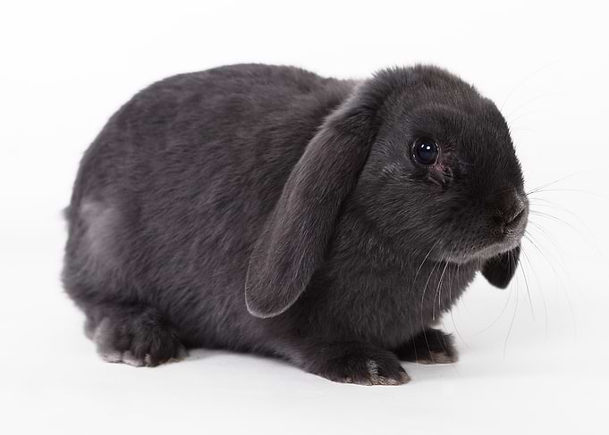 Black Bunny